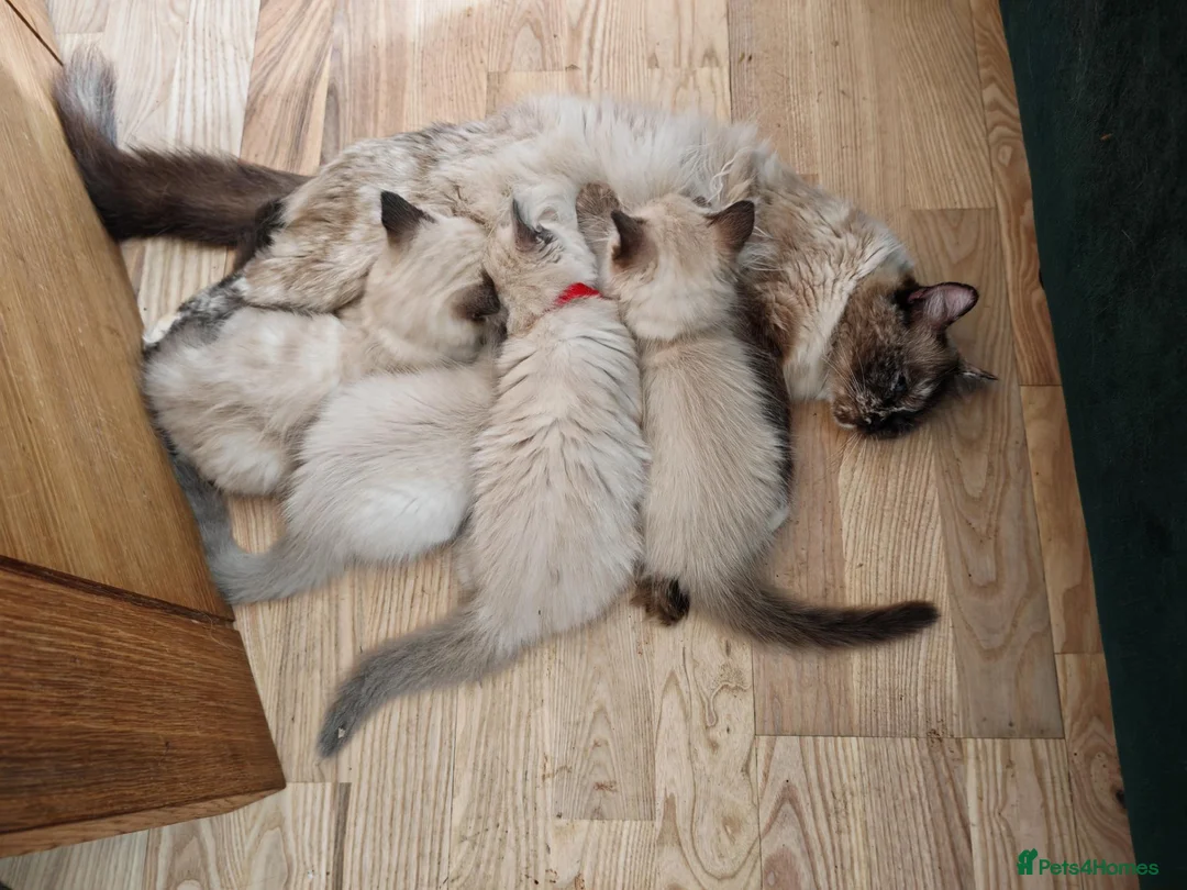 Ragdoll cats for sale: Kittens ready to new home  - Advert 1