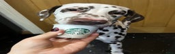 Dalmatian dogs for sale: River  - Advert 8