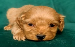 Cavapoo dogs for sale: Cavapoo puppies  - Image 7
