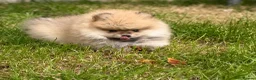 Pomeranian dogs for sale: 🔥     Top Quality Pomeranian Available🧸 - Advert 8