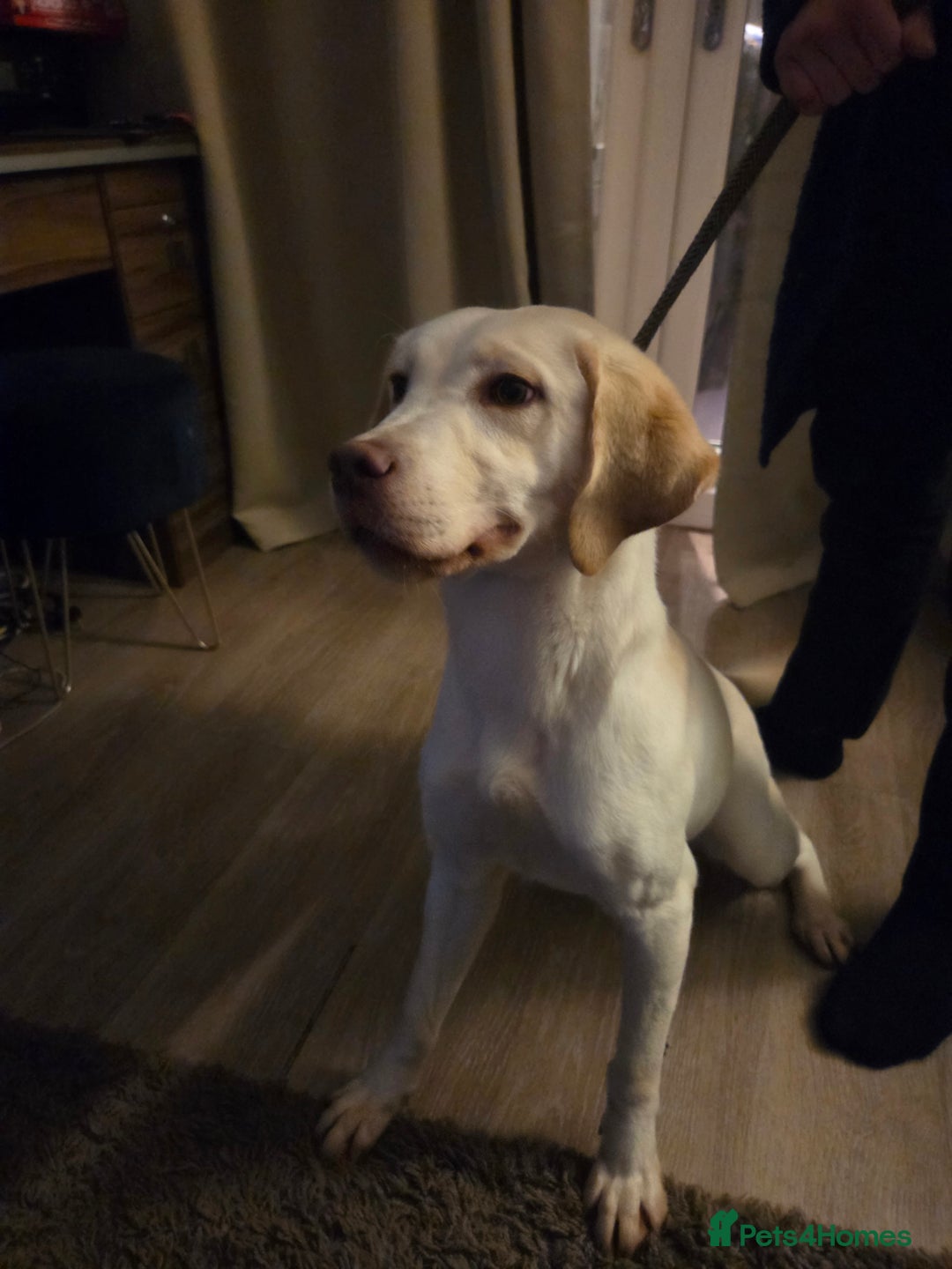 Labrador Retriever dogs for sale: Kc registered champagne labrador bitch - Advert 3