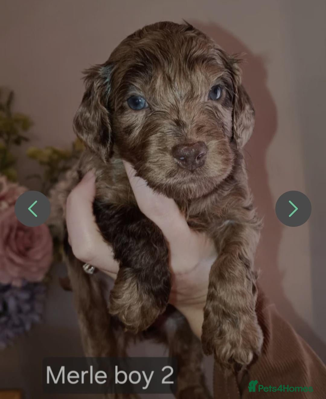 Cockapoo dogs Gorgeous merle and chocolate Cockapoos. - Advert 21