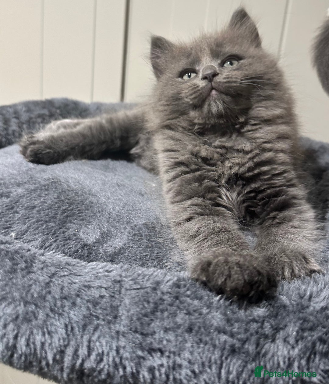 Norwegian Forest Cat cats for sale: 7 Exceptionally beautiful Norwegian Forest kittens - Advert 3