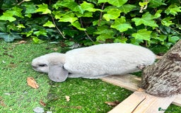 Beveren rabbits for sale: Two lovely rabbits looking for a new home  - Image 2