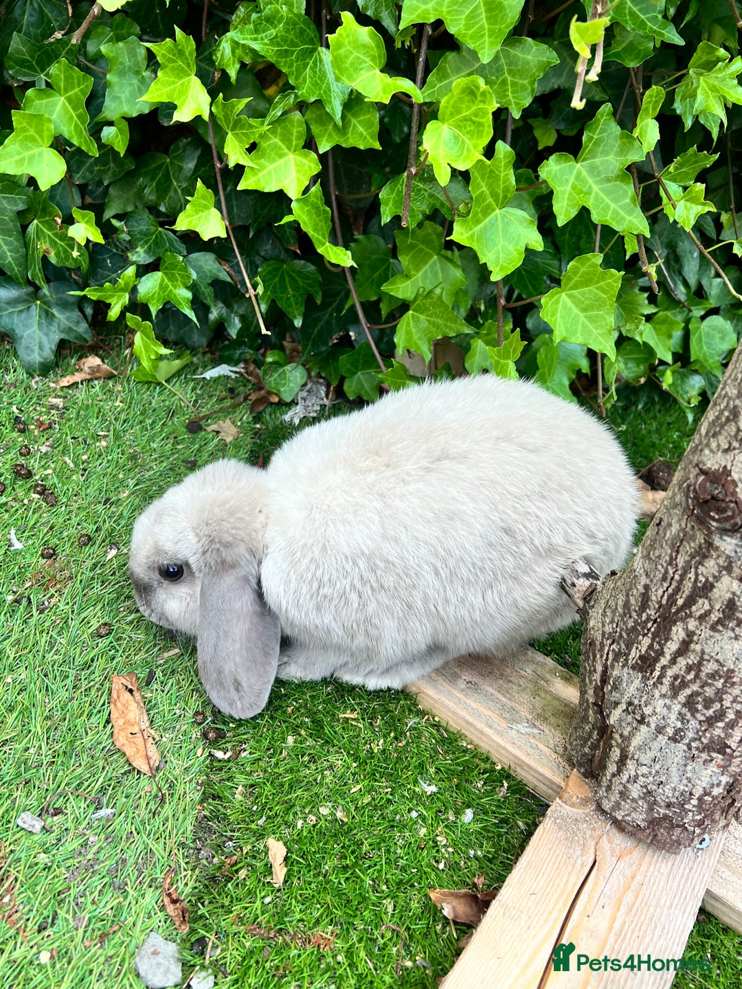 Beveren rabbits for sale: Two lovely rabbits looking for a new home  - Image 2