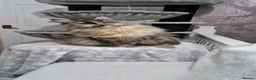 Maine Coon cats for sale: Beautiful GCCF Registered female  - Advert 5