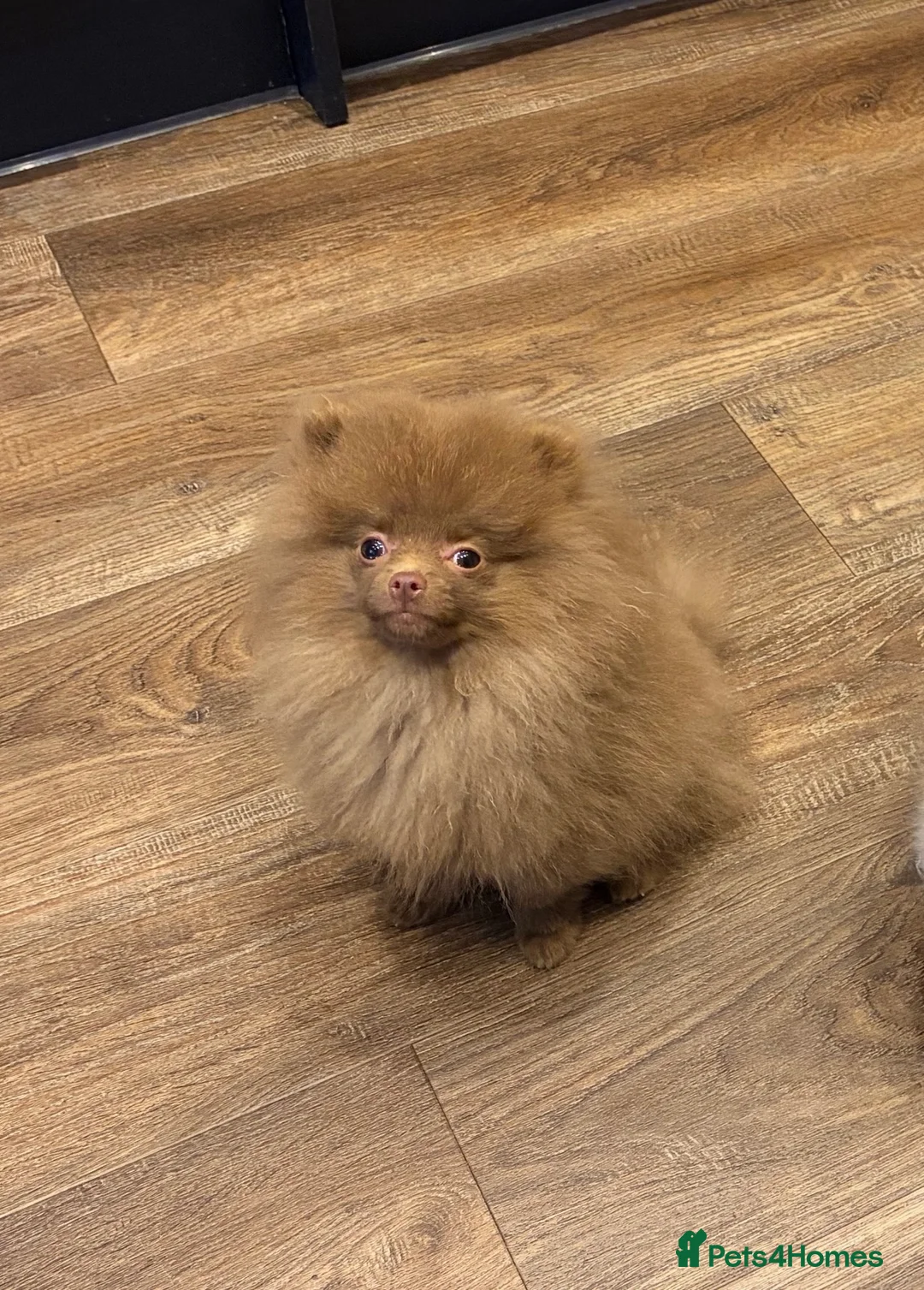 Pomeranian dogs for sale: Pomeranian pup for sale  in Saint Helens - Advert 1