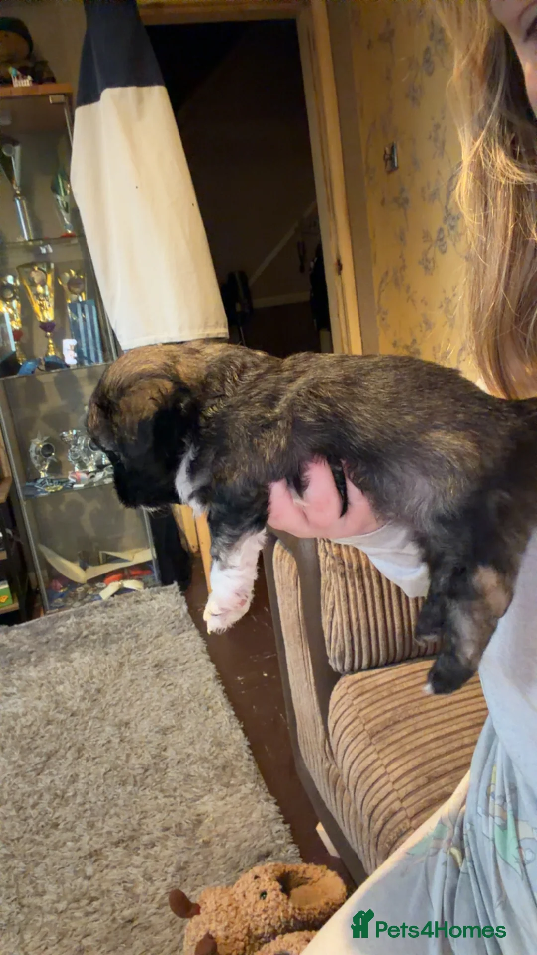 Mixed Breed dogs for sale: Chinese Crested X Shih Tzu - Advert 16