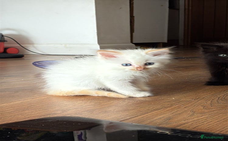 Ragdoll cats - Advert 9