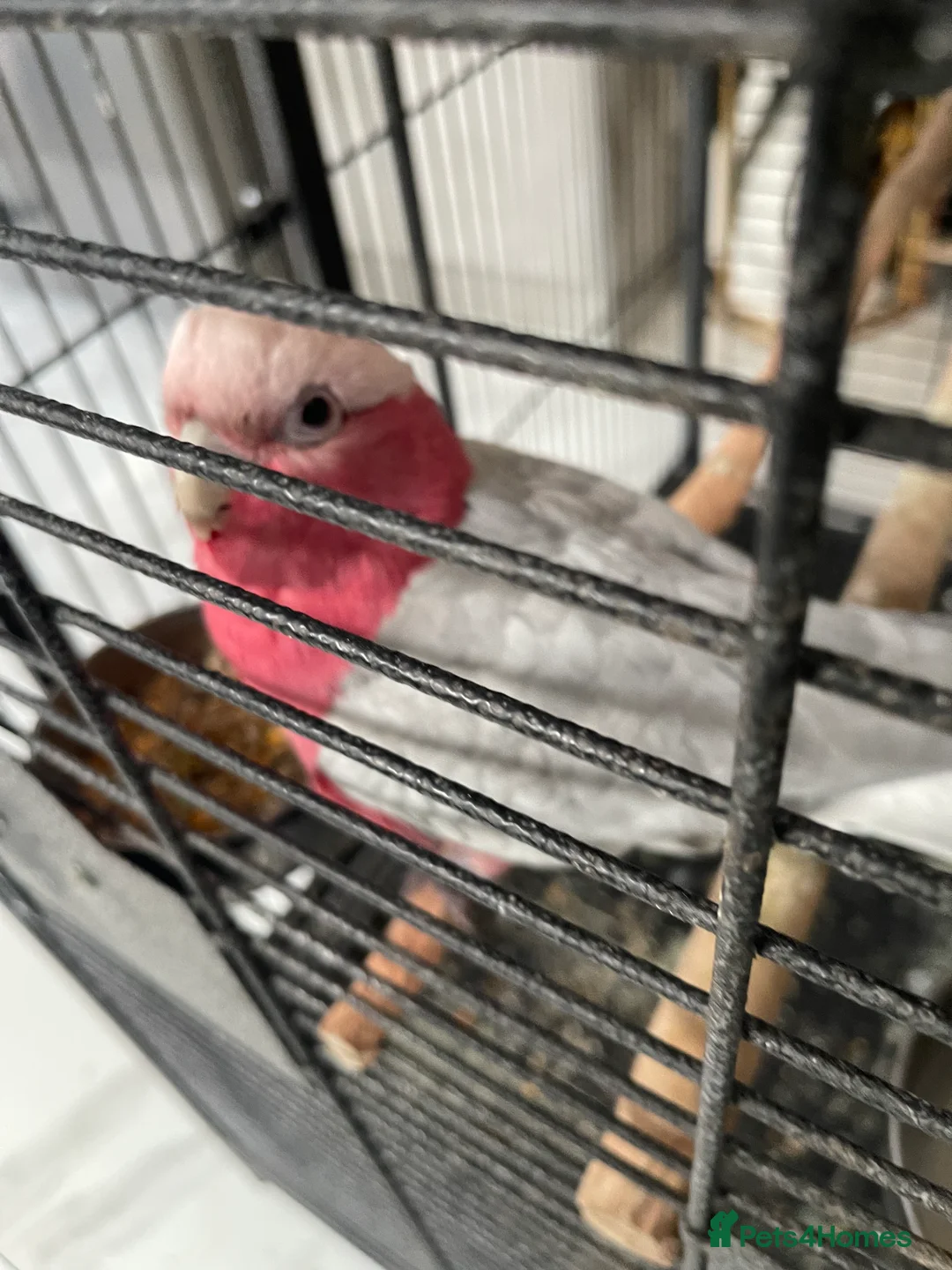 Cockatoo birds for sale: Galah cockatoo  - Advert 2