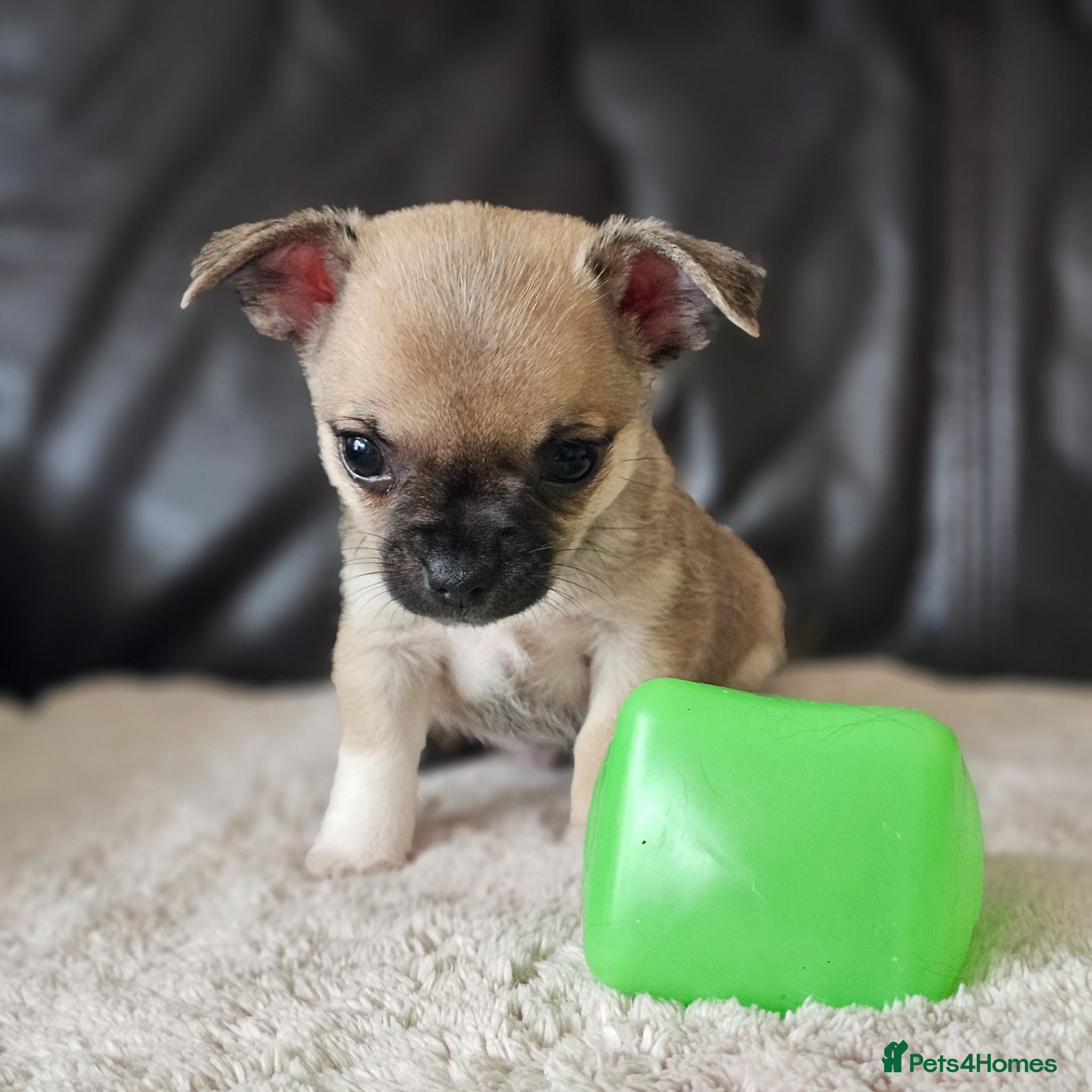Chihuahua dogs 1 baby chiuaua  - Advert 18