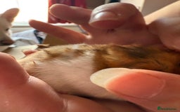 Mixed Breed rodents for sale: Downsizing my animal Collection  in Preston - Image 9