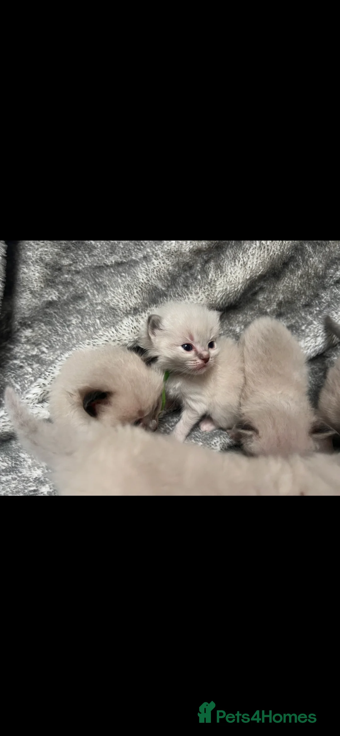 Ragdoll cats for sale: Gccf Luxury Seal Lynx Point Ragdoll Kittens  - Advert 4