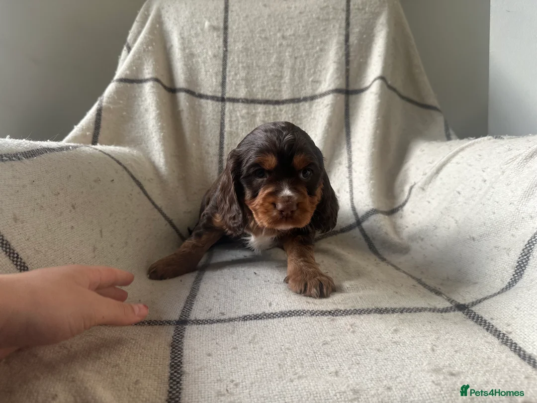 Cocker Spaniel dogs for sale: Working cocker spaniel puppies - Advert 22