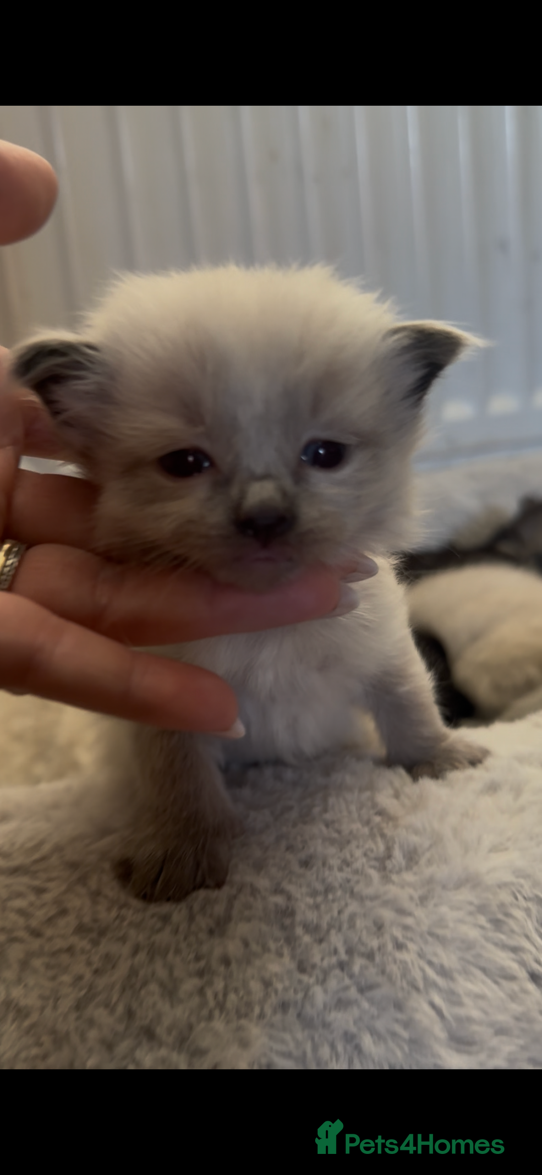 Siberian cats for sale: One male full Siberian kitten  - Image 23