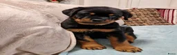 Rottweiler dogs for sale: 🩷 beautiful Happy Rottweiler Puppis 🩶 - Advert 7