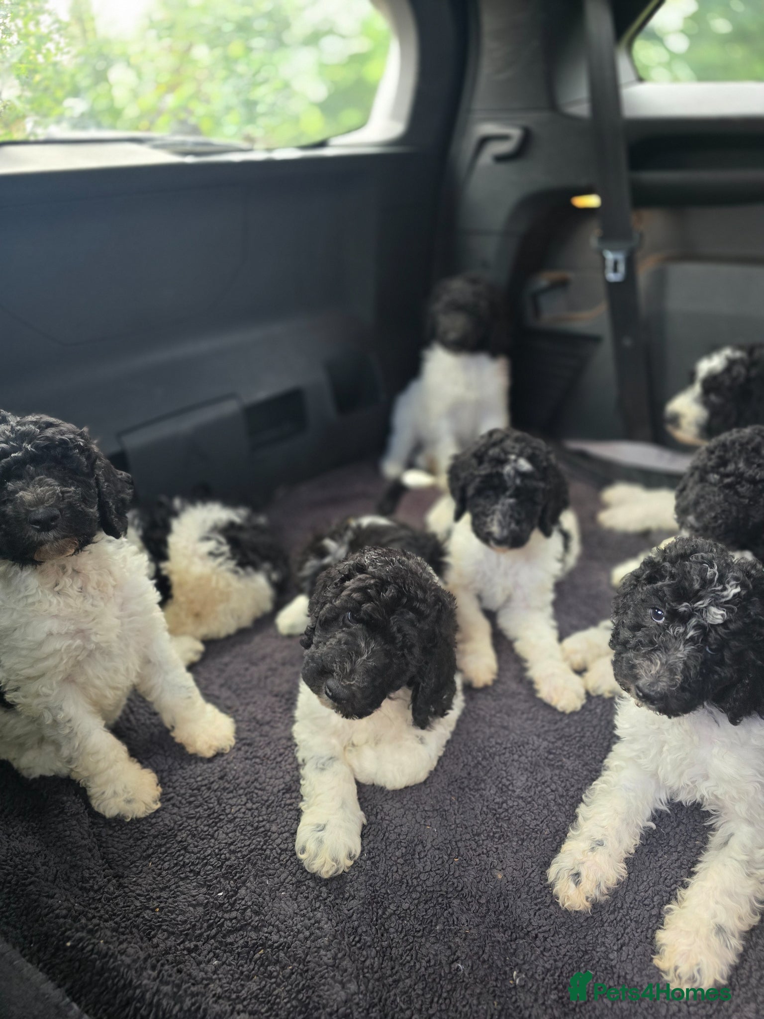 Standard Poodle dogs Stunning kc registered standard poodle puppies  - Advert 3