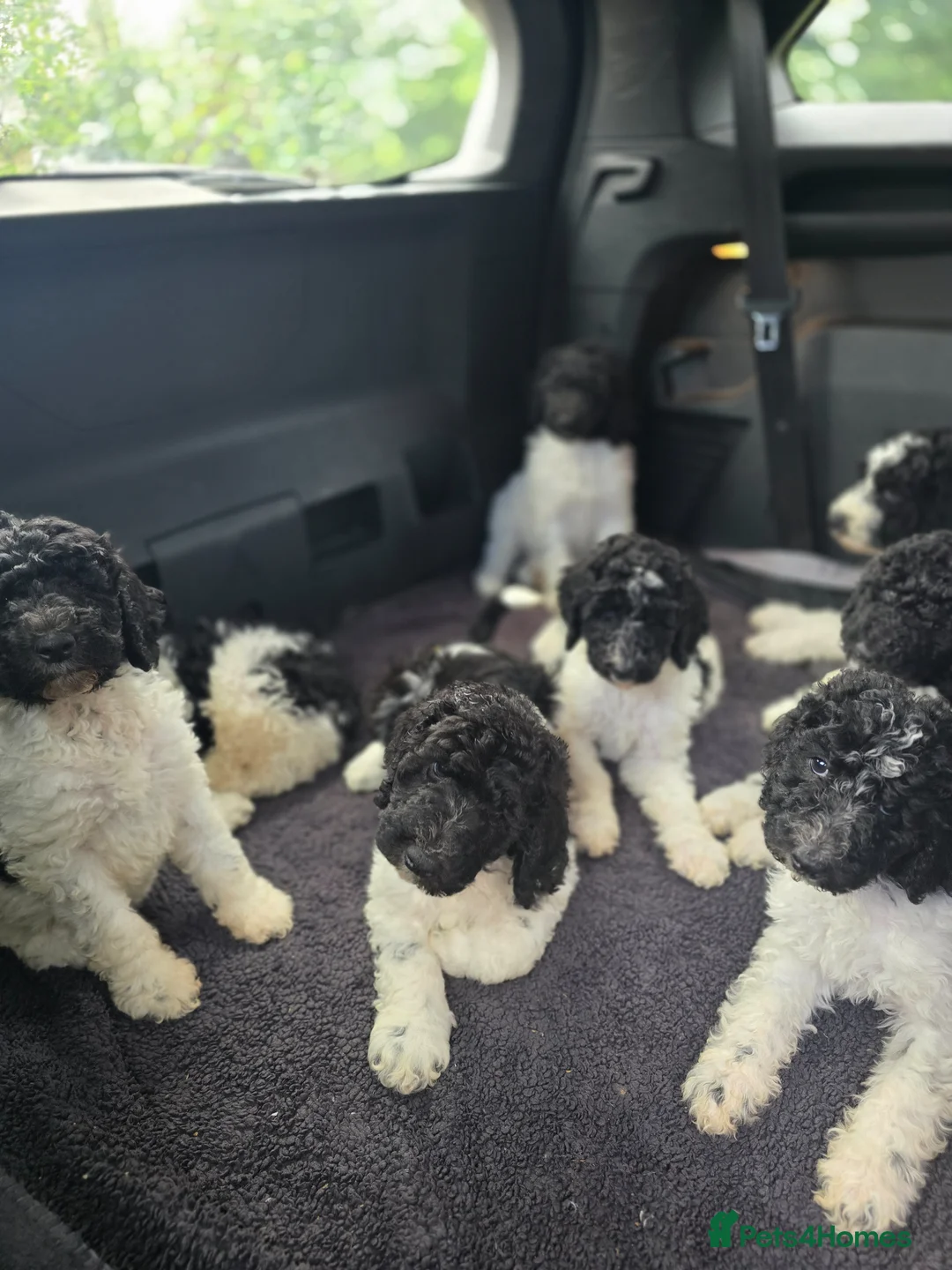 Standard Poodle dogs for sale: Stunning kc registered standard poodle puppies  - Advert 1