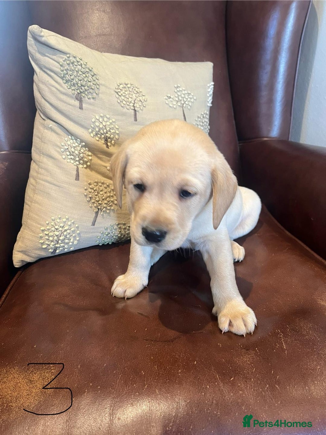 Labrador Retriever dogs for sale: Fox Red/Golden Labrador Puppies  - Image 9