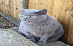 British Shorthair cats for sale: Adorable British Shorthair Teddy Bear Kittens - Image 9