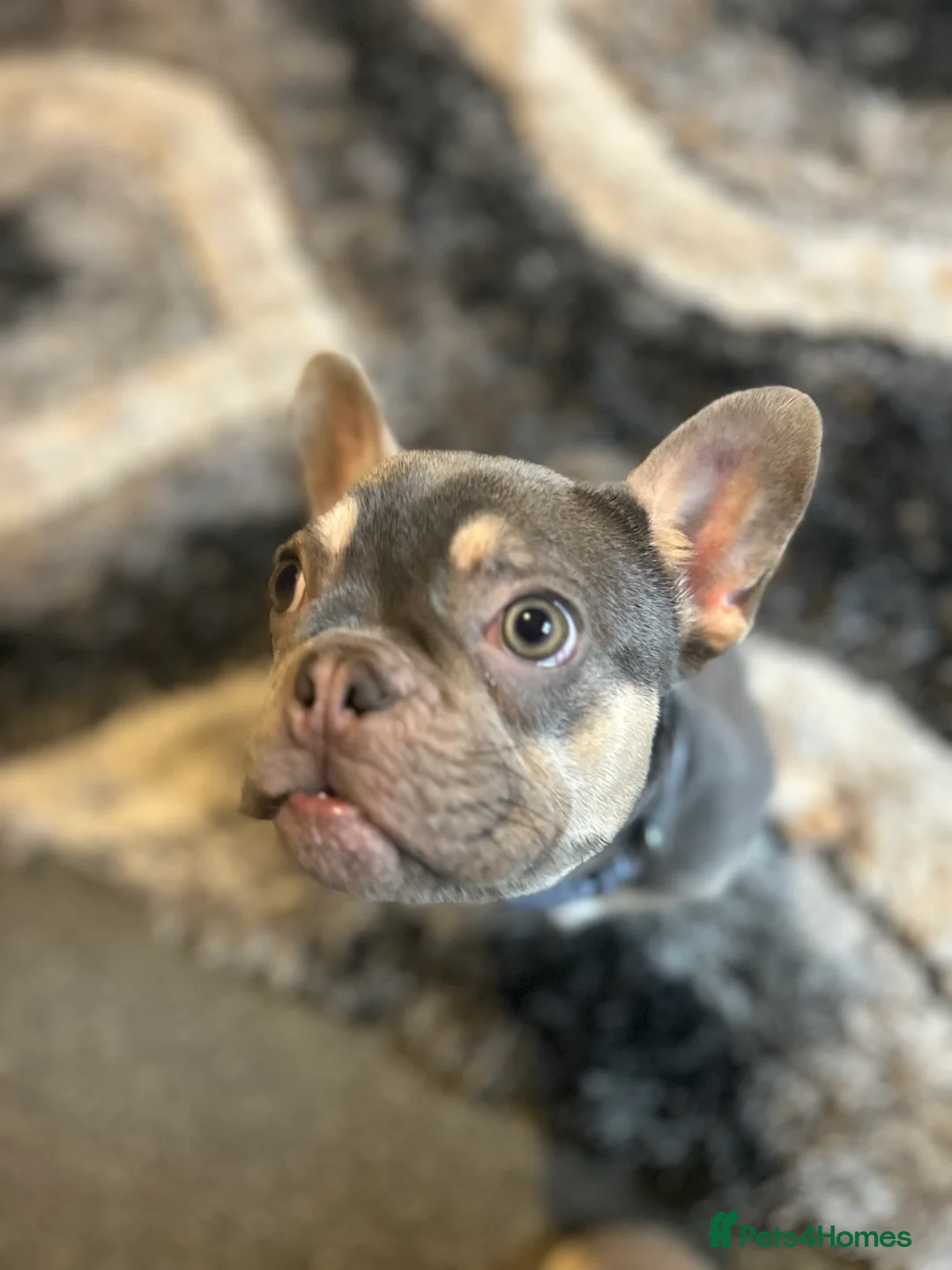 French Bulldog dogs for sale: Stunning 6 month girl Frenchie - Advert 7