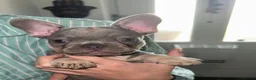 French Bulldog dogs for sale: French bulldog puppies  - Advert 3