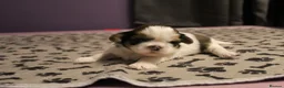 Shih Tzu dogs for sale: LOVELY SHIH TZU PUPPIES  - Advert 14