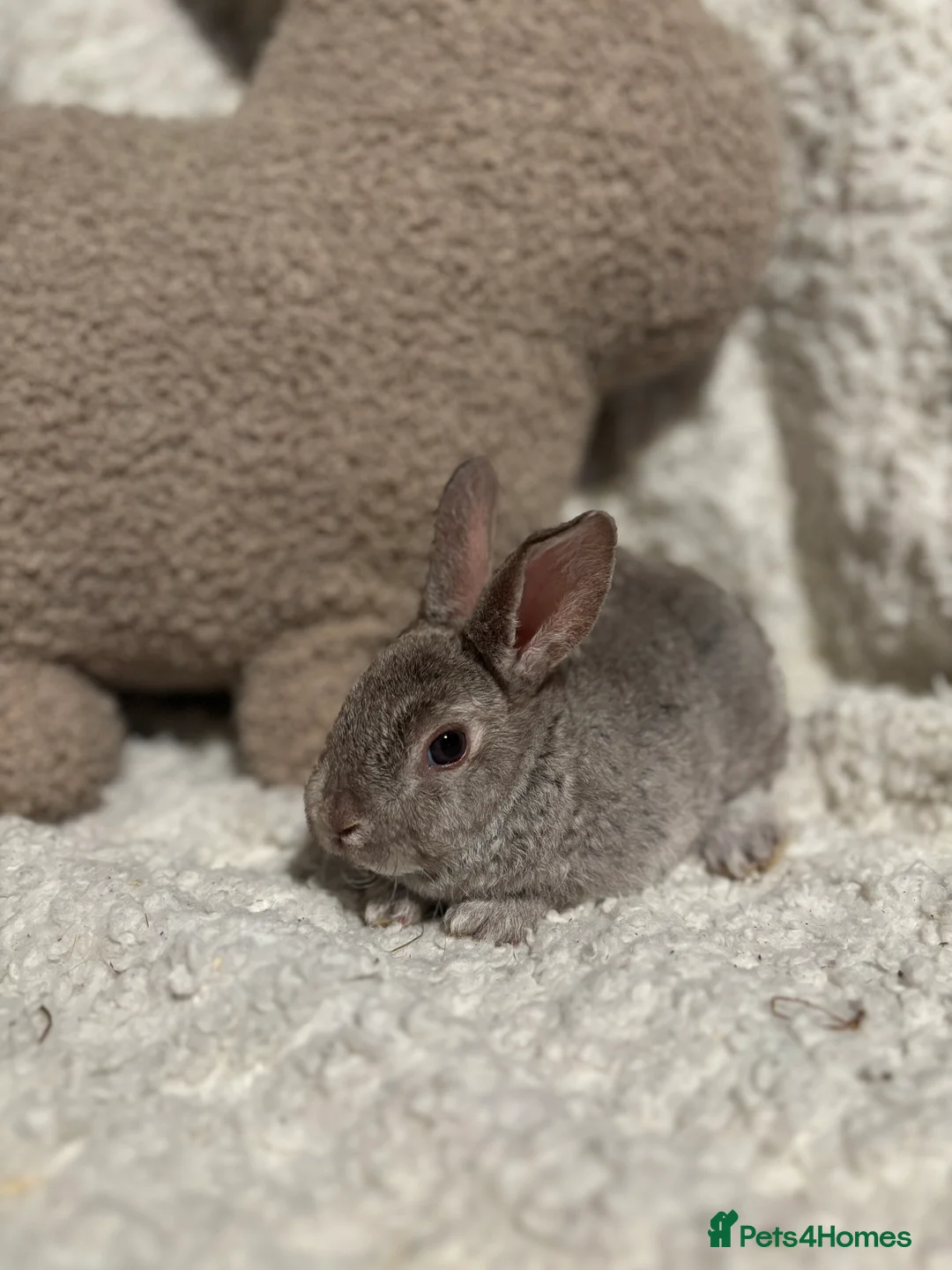 Rex rabbits for sale: Mini Rex x mini plush lop babies  - Advert 1
