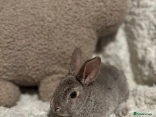 Rex rabbits Mini Rex x mini plush lop babies - Advert 1