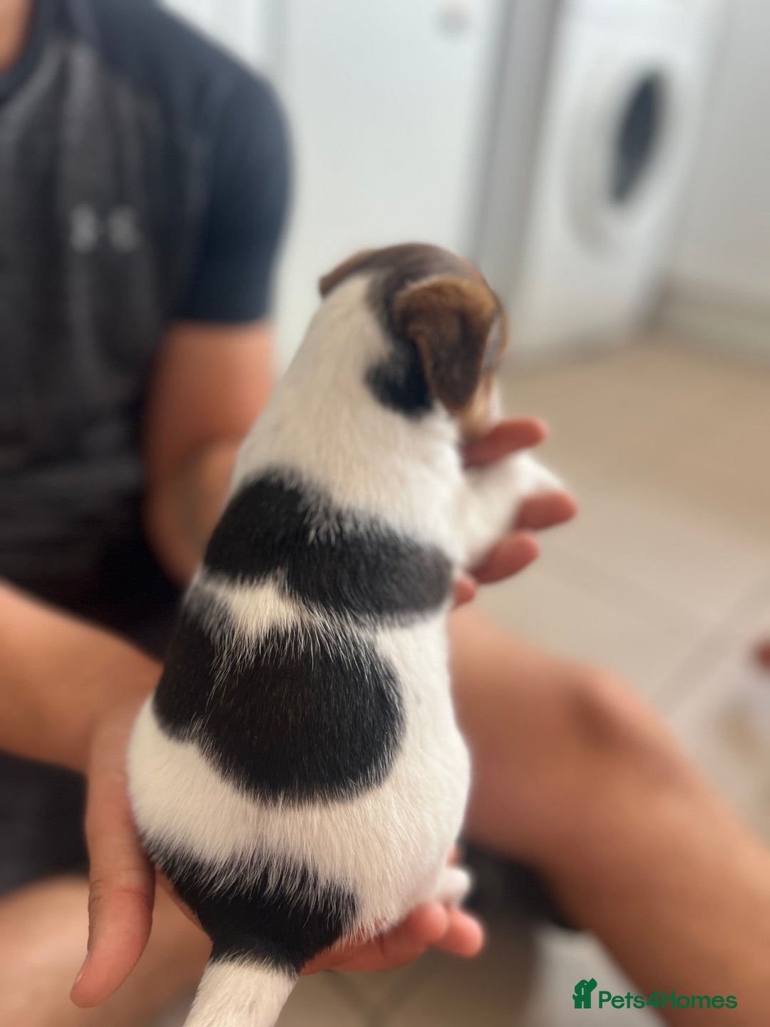 Jack Russell dogs for sale: 4 beautiful healthy jack Russel puppies  - Image 14