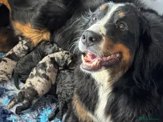 Bernedoodle dogs Mini Black & Tan Outstanding Bernedoodles - Advert 1