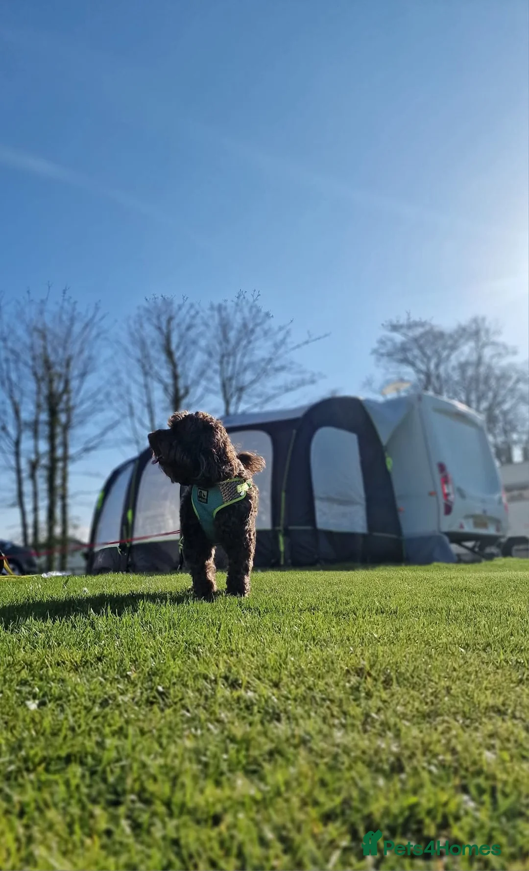 Cockapoo dogs for sale: F2 generation cockerpoo puppys  - Advert 26