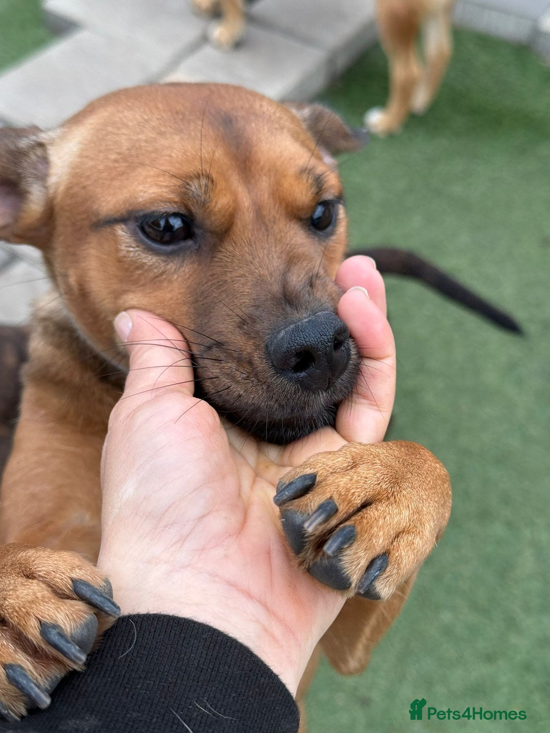 Mixed Breed dogs for adoption: Lovely little Masni wants her home - Advert 10