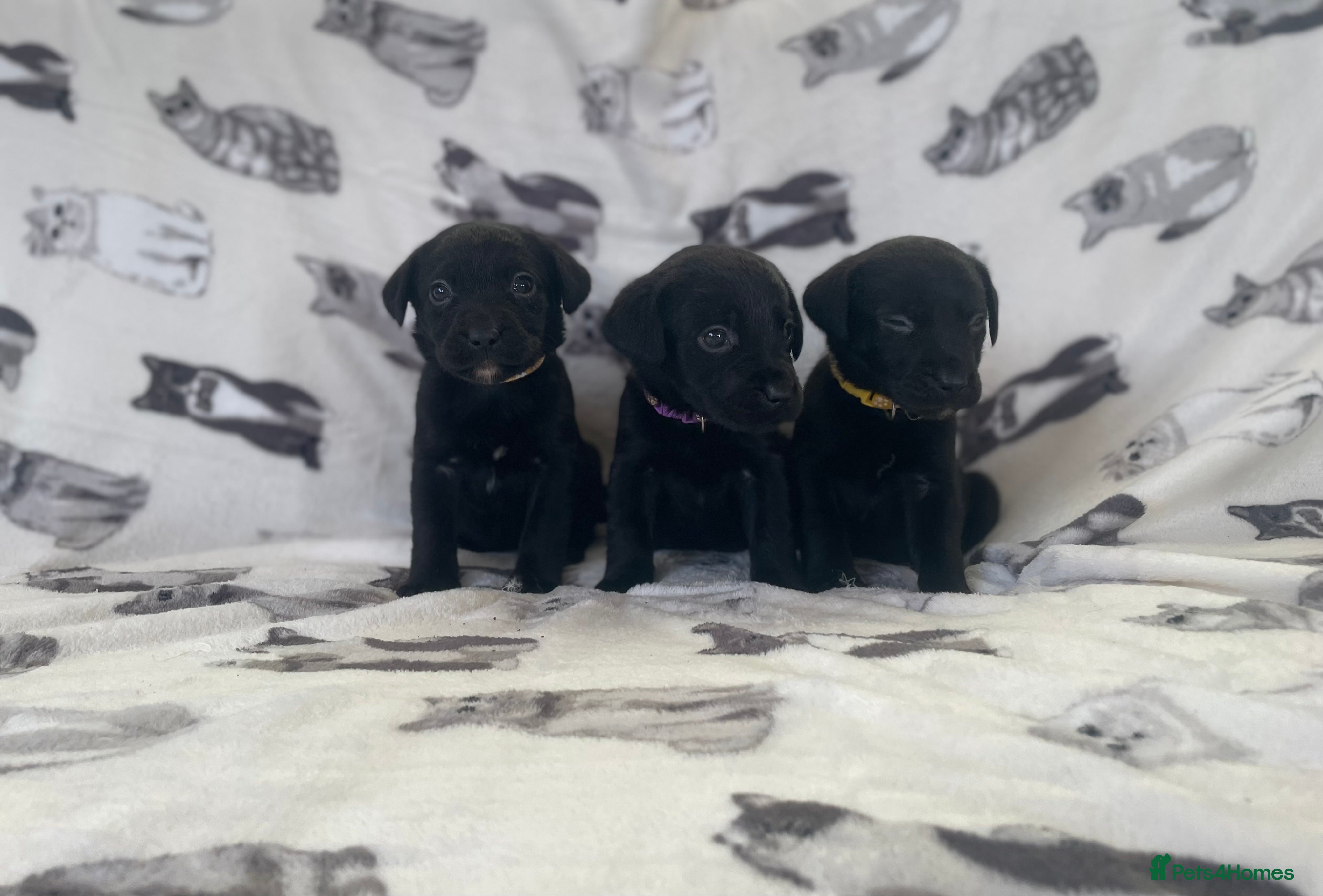 Labrador Retriever dogs Beautiful Labrador puppy’s  - Advert 11