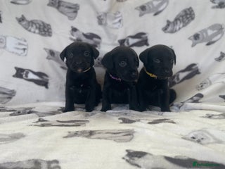 Labrador Retriever dogs Beautiful Labrador puppy’s - Advert 11