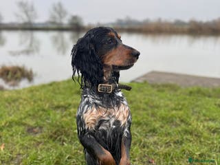 Cocker Spaniel dogs Blue roan and tan cocker spaniel for stud in Huntingdon - Advert 8