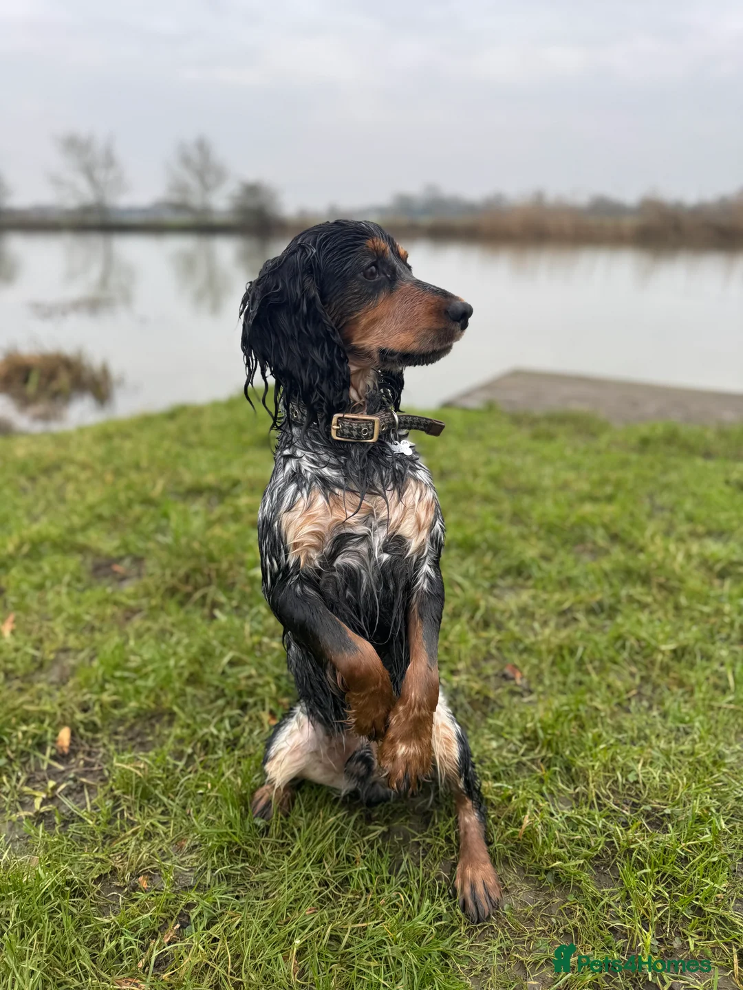 Cocker Spaniel dogs for stud: Blue roan and tan cocker spaniel for stud - Advert 1