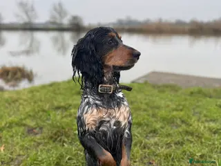 Cocker Spaniel dogs Blue roan and tan cocker spaniel for stud in Huntingdon - Advert 14