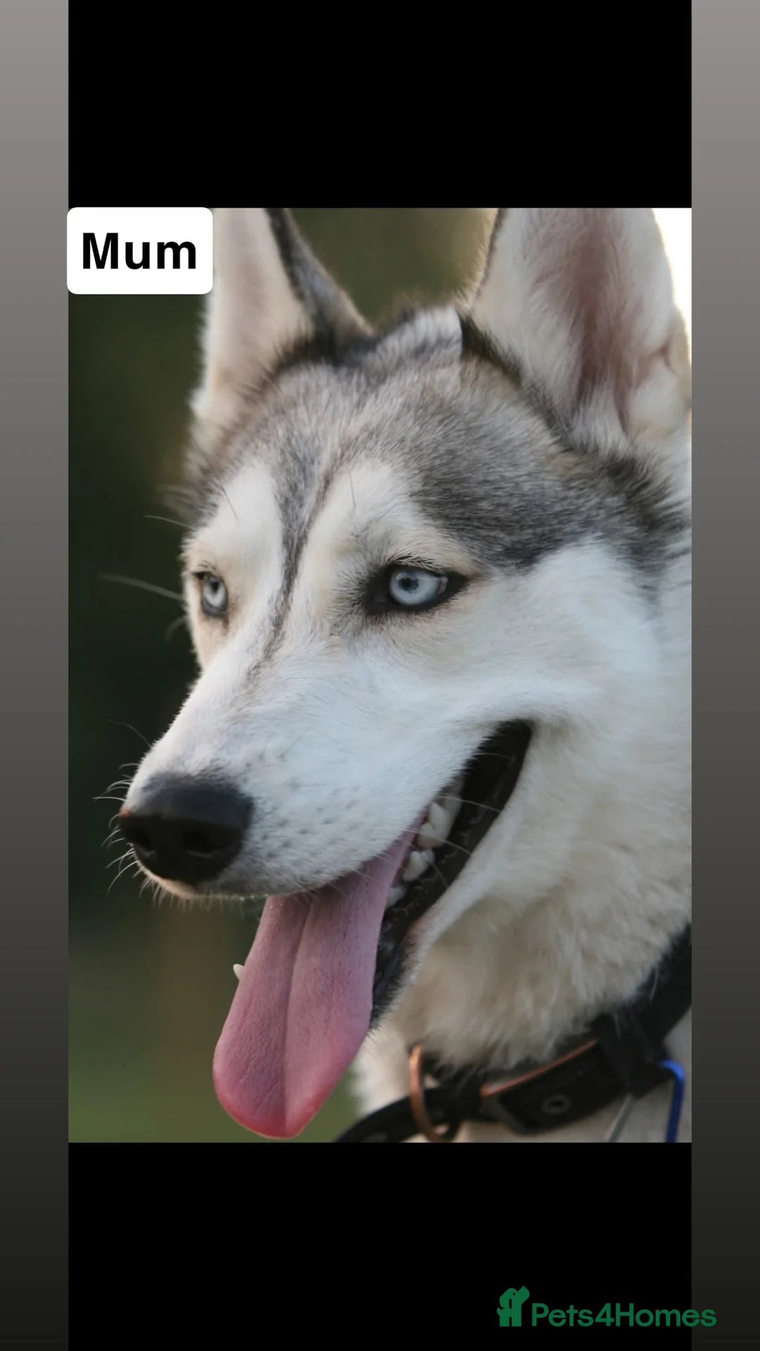 Siberian Husky dogs for sale: 5 beautiful Siberian Husky’s  - Advert 1