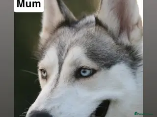 Siberian Husky dogs 5 beautiful Siberian Husky’s - Advert 6