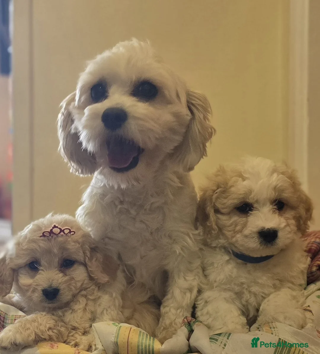Cavachon dogs for sale: Cavachon puppies - Advert 1