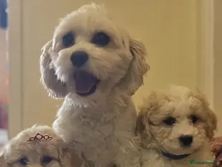 Cavachon dogs Cavachon puppies - Advert 6