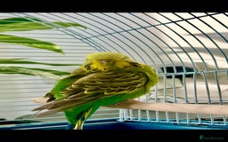 Budgerigars birds for sale: Lovely Hand-Tamed Budgie Looking for a New Home 💙 - Image 1
