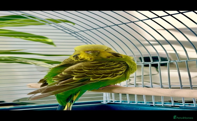 Budgerigars birds - Advert 2