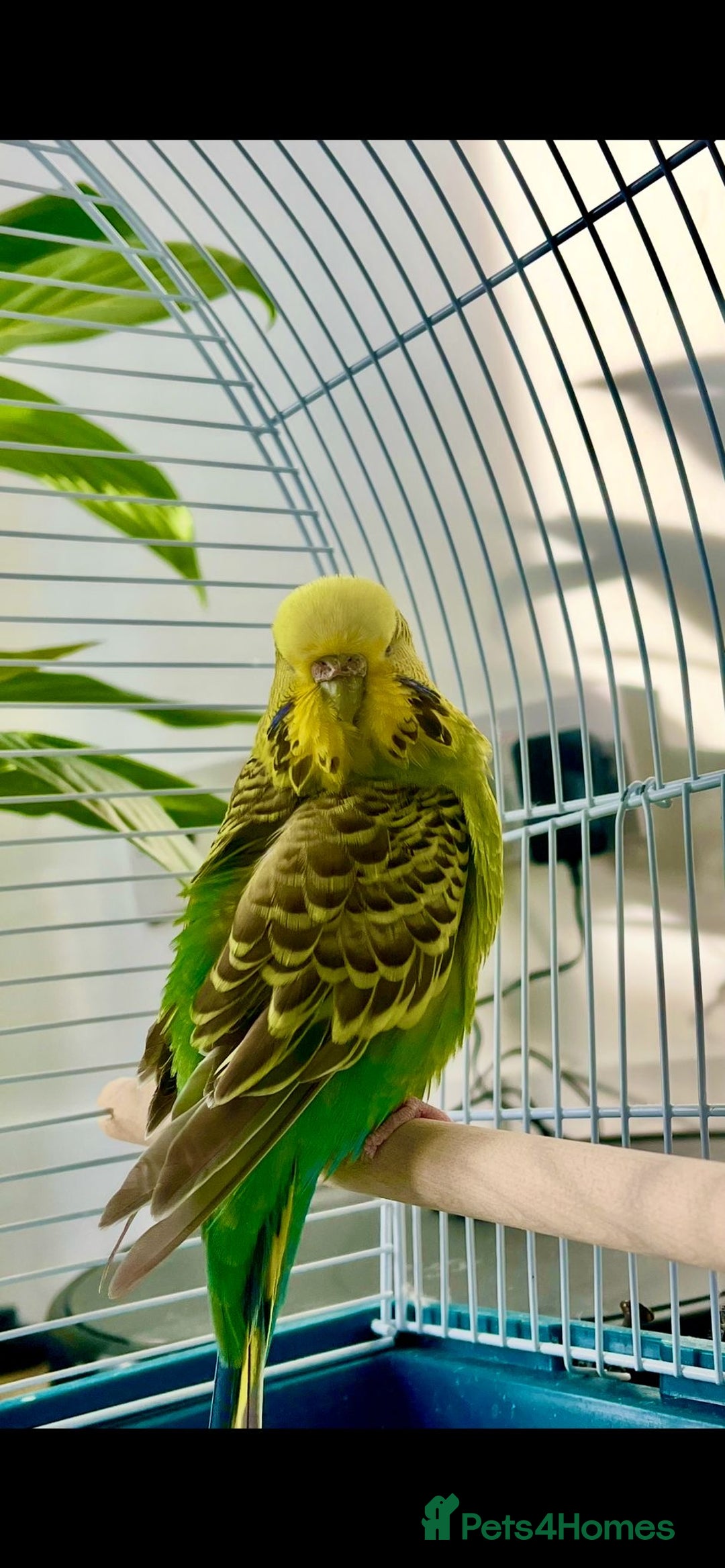 Budgerigars birds for sale: Lovely Hand-Tamed Budgie Looking for a New Home 💙 - Image 1