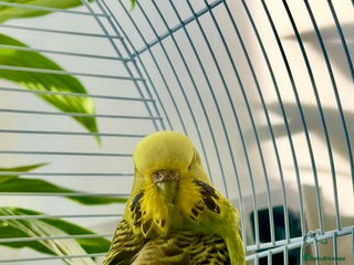 Budgerigars birds - Advert 2