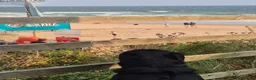 Rottweiler dogs for sale: 5* Rottweiler Puppies  in Wadebridge - Advert 6