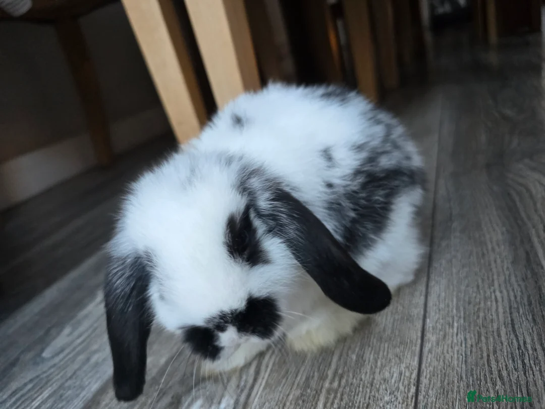 Mini Lop rabbits for sale: Mini lops  - Advert 1