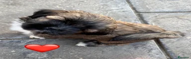 Lhasa Apso 5