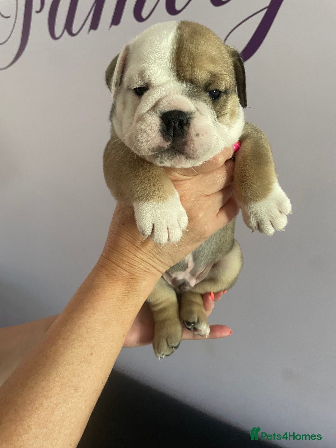 English Bulldog dogs for sale: 4 KC English Bulldog Puppies  - Image 31